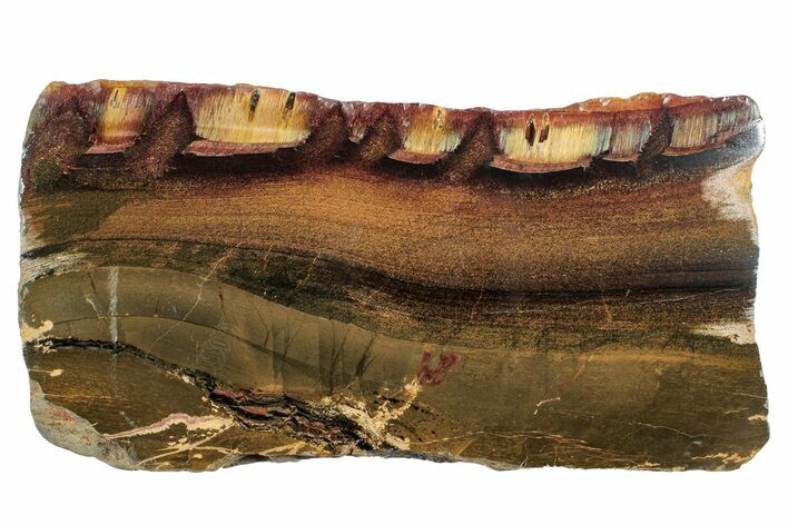 Marra Mamba Tiger's Eye Slab - Mt Brockman ( Billion Years) #260827